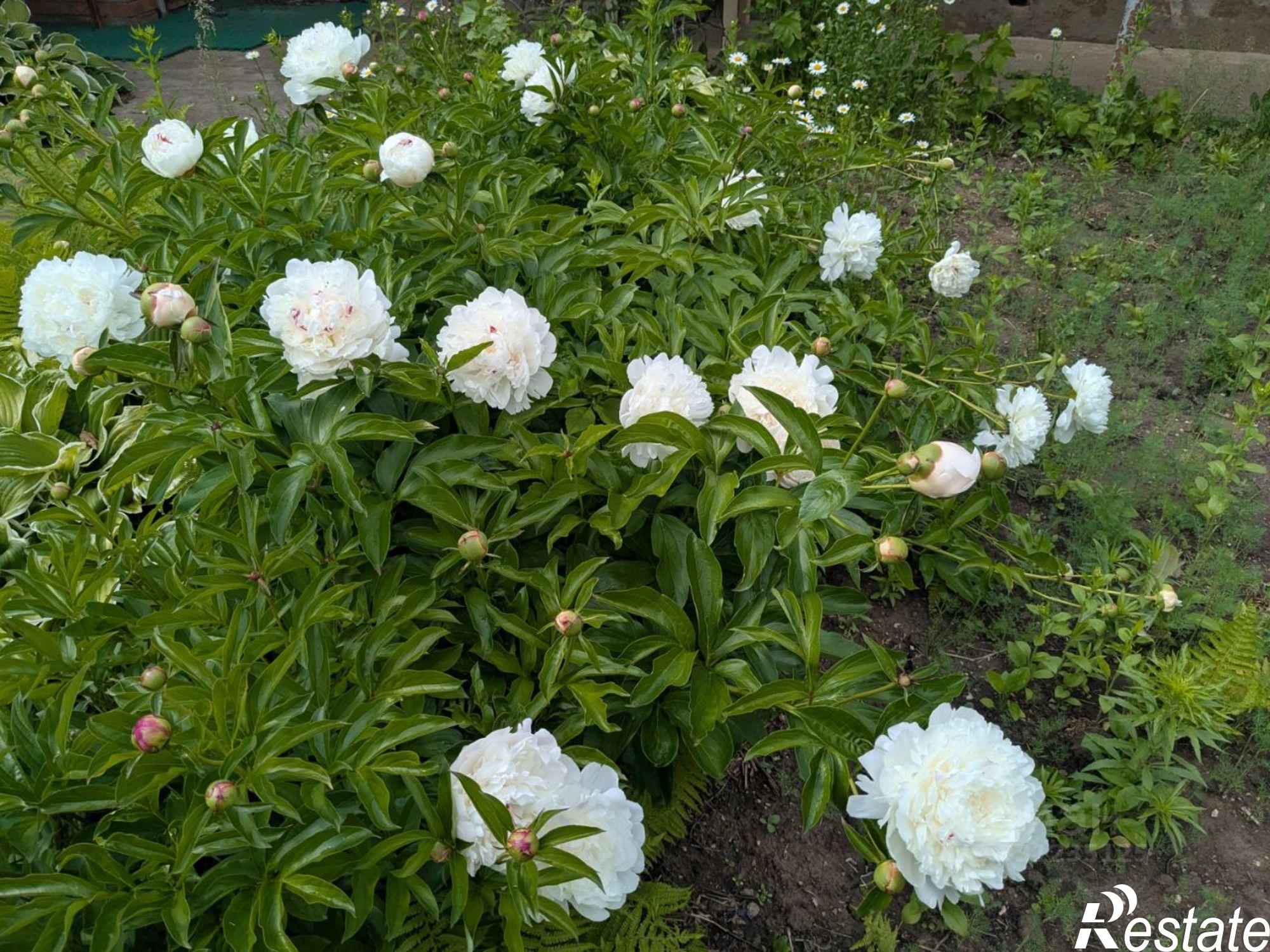 Купить дачу, дом, коттедж за 2 600 000 рублей на Центральная пл